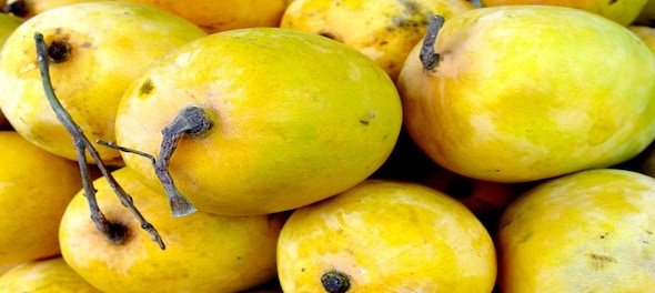 How climate change is threatening India's mango production