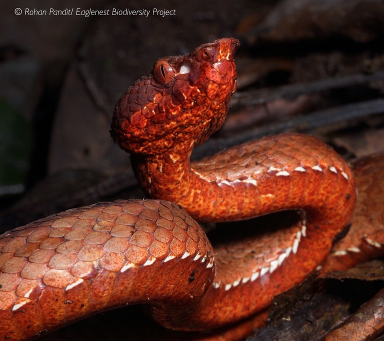 A New Species Of Venomous Pit Viper From Arunachal