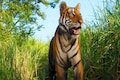 After a year's search, tiger spotted in South Goa national park