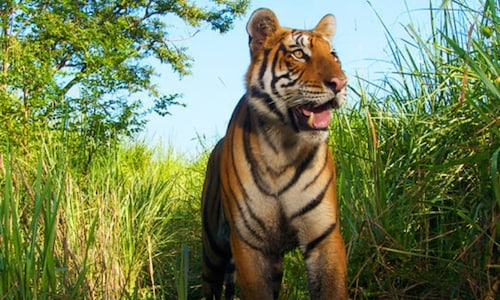 Tiger on the prowl: Villagers near Assam’s Kaziranga National Park seek help from foresters