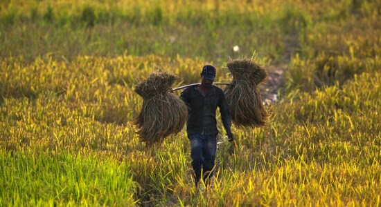 Rice, palm oil, cotton kick-off 2022 on strong note, here's why