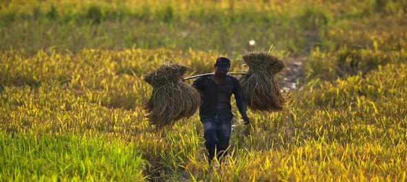 Centre issues order for paddy procurement in Punjab, Haryana from Oct 3
