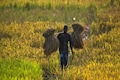 India suffers driest June in five years, fears for crops