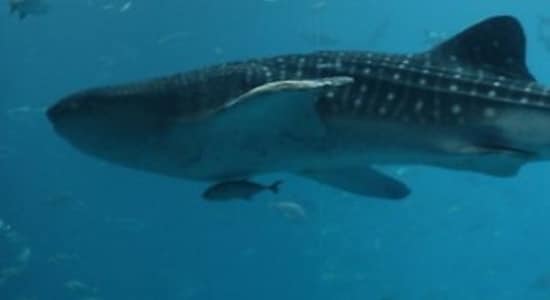 Vhali Watcher: An app to set whale sharks free