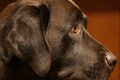 Scientists take a peek behind those sad puppy dog eyes