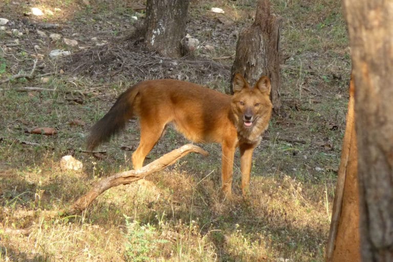 Interactions Between People And Wild Canids In Central India