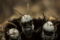 Insects are disappearing in India, and we don’t even have data