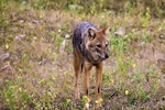 Interactions between people and wild canids in central India
