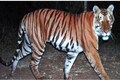Tiger population increases to 2,967 in 2018, says Narendra Modi