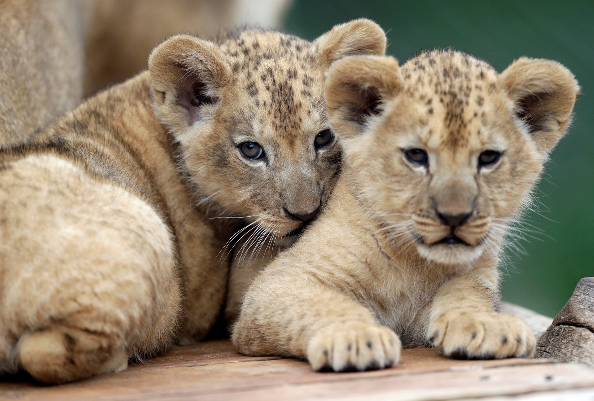 Rare Barbary lion cubs make their debut at Czech Zoo - cnbctv18.com