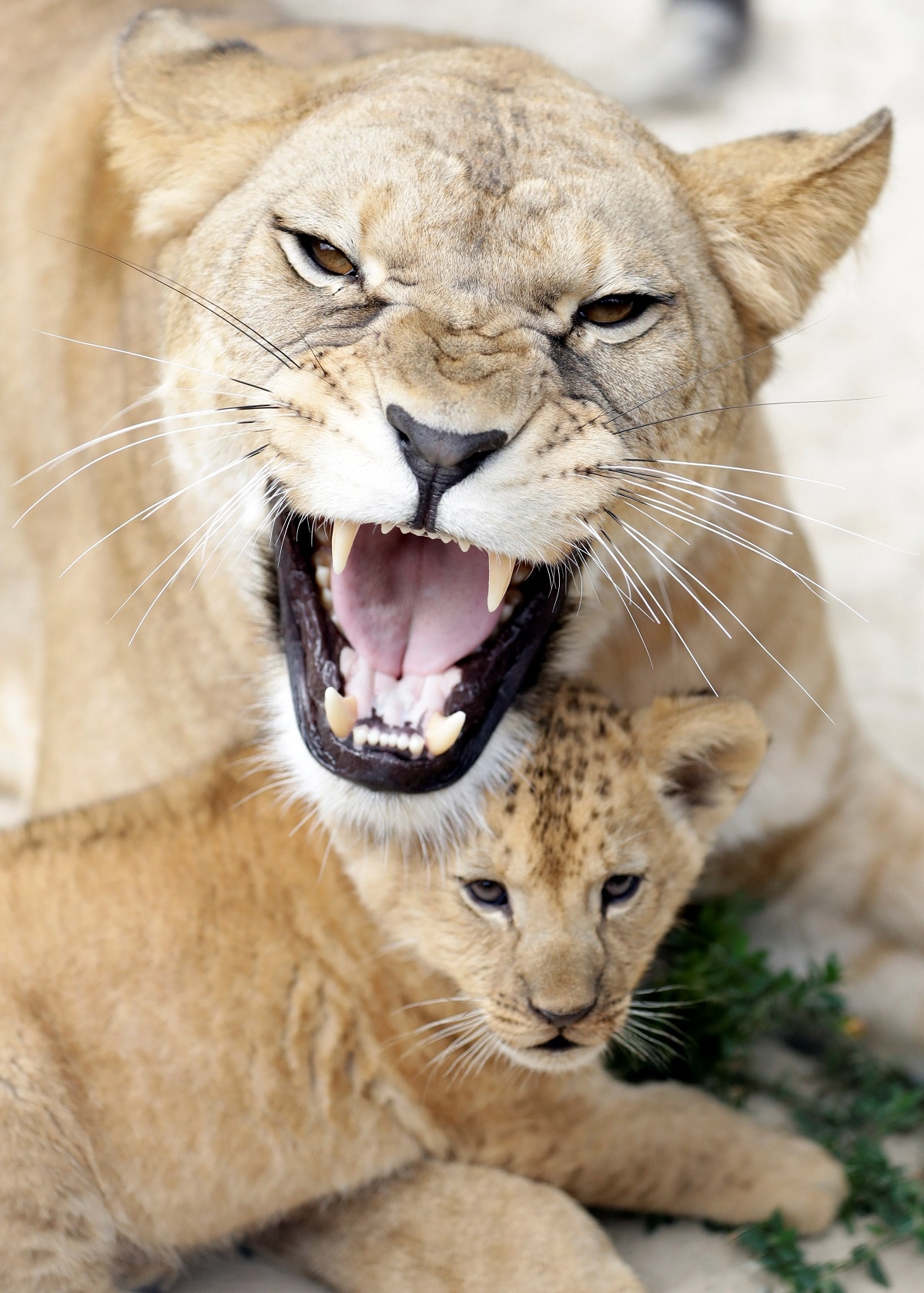 Rare Barbary lion  cubs make their debut at Czech Zoo 