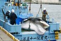 Japanese whalers bring home 1st commercial catch in 31 years