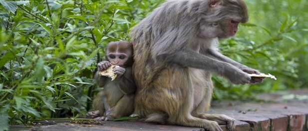 Forest Dept Traps 2 Monkeys After Deaths Of Puppies Reported From  Maharashtra Village