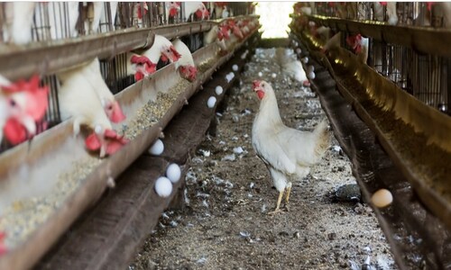 Factory farming for eggs impacts India’s environment