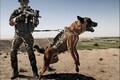How military dogs are trained in India