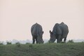 Animal fatalities rise in Kaziranga as water level recedes; flood likely to impact population growth of rhinos