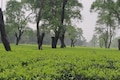 1 kg of ACIL gold tea, produced from 100-year-old bushes, sells for Rs 70,501