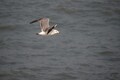 Hazardous chemicals in plastics threaten seabirds
