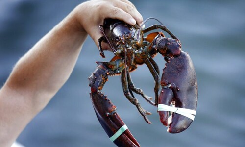 US exports to lobster-loving China go off cliff amid tariffs