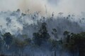 Carbon sink to source: Amazon rainforest emitting more CO2 than it absorbs, says study