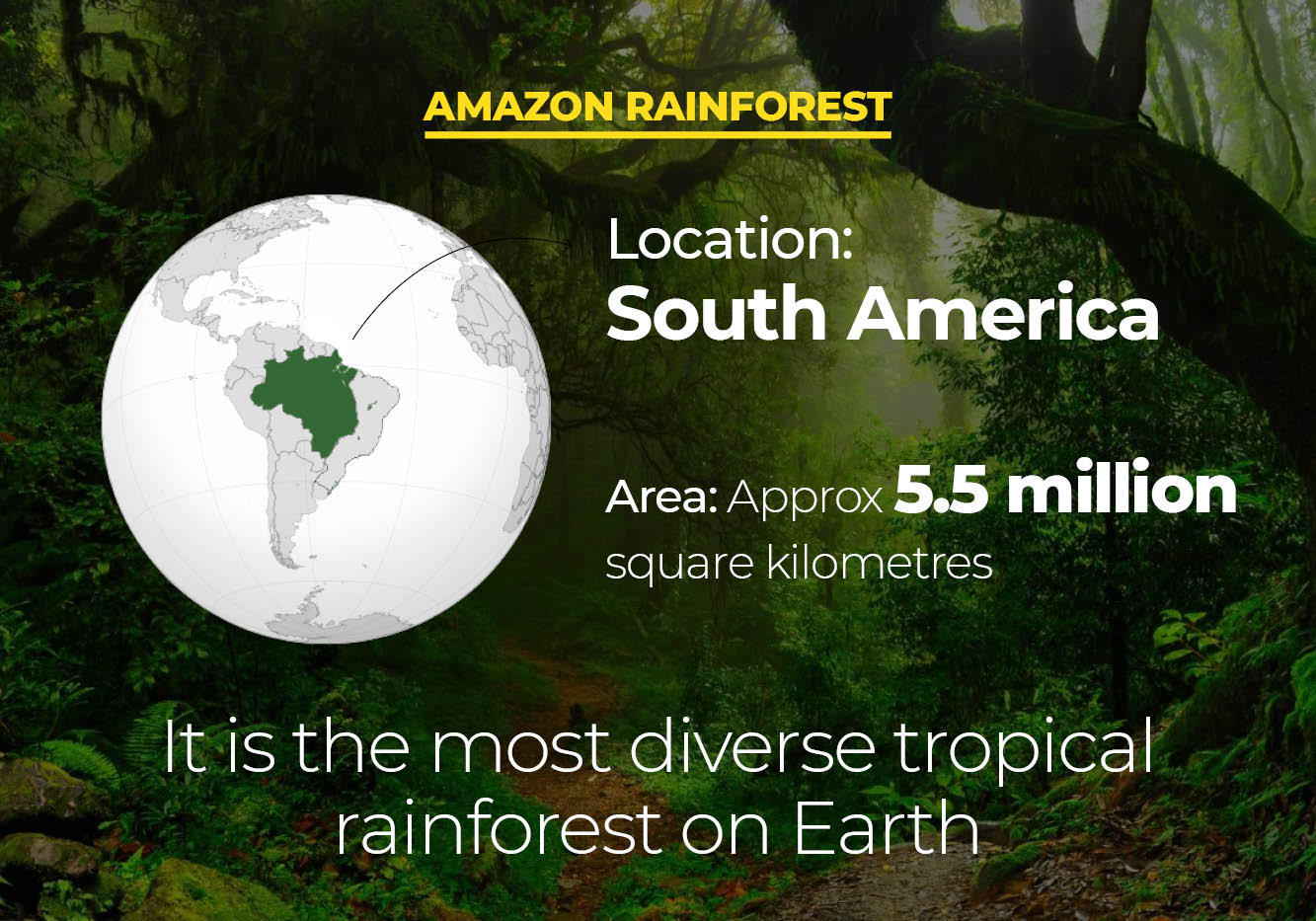 Amazon Rainforest Fire: Why Amazon Forest Is Lungs Of The Planet ...