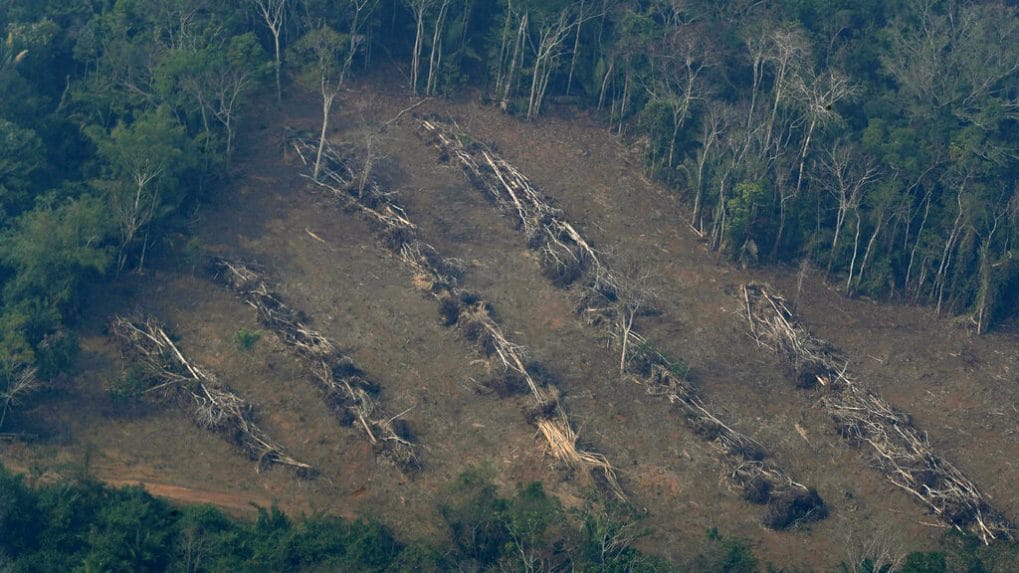 A medida que los bosques disminuyen, descubra qué están haciendo los gobiernos para protegerlos