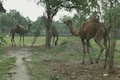 In Assam, 5 camels await court order to return home to Rajasthan