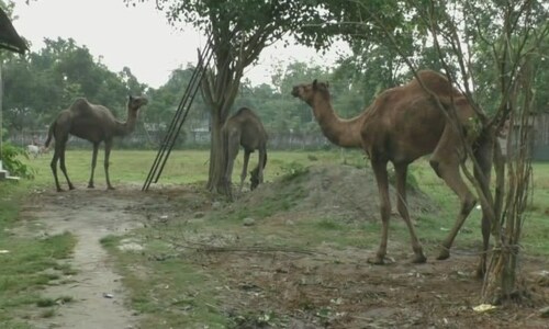 In Assam, 5 camels await court order to return home to Rajasthan