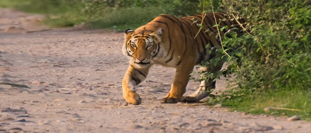 Tigers are vanishing outside protected areas in the northeast