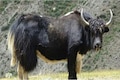 Wild yak poop offers clues to the extinction of the woolly mammoth and woolly rhinos