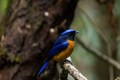 Insect-eating bird population drops in heavily extracted Himalayan oak forests