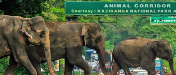 Kaziranga'S Artificial Highlands: Not The 'Real' Solution Kaziranga'S Artificial Highlands: Not The 'Real' Solution