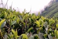 Can climate-resilient clones save Darjeeling tea?