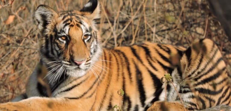 Coronavirus in US: Tiger at NYC's Bronx Zoo tests positive for