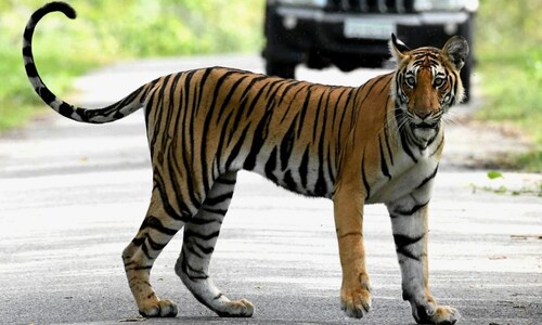 Ramgarh Vishdhari Sanctuary is India’s 52nd tiger reserve: Here are the 10 largest reserves