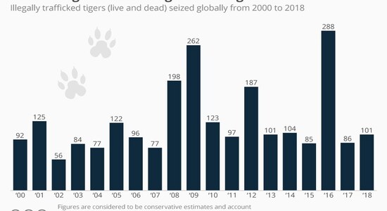 Trafficking: The alarming rate of tiger seizures