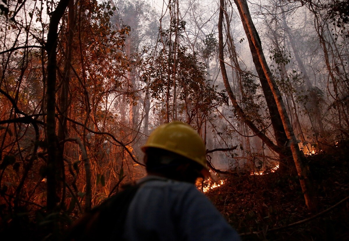 Сила леса. Боливия пожар. The burned man walks.