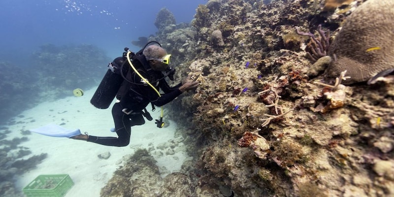 Climate change is killing coral reefs, loss will impact 4.5 mn fishers in SE Asia: IPCC report