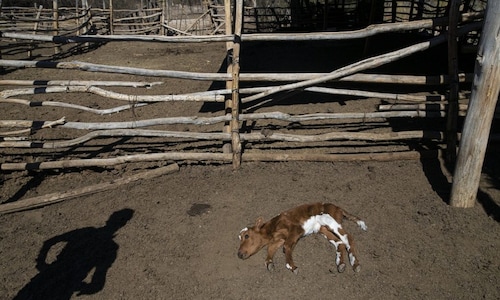 Lumpy skin disease kills 999 cattle in Gujarat — find out monkeypox link