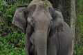 Elephants in the estate: Humans and elephants tussle for space in Kodagu