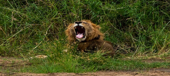 Coronavirus lockdown impact: Asiatic lions census in Gujarat's Gir Wildlife Sanctuary deferred