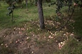 Desi Kashmir apples fast disappearing as climate change takes a big bite