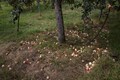 Desi Kashmir apples fast disappearing as climate change takes a big bite