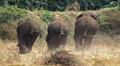 How elephants navigate fences