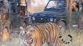 Tigers highly stressed during the tourist season in central Indian reserves