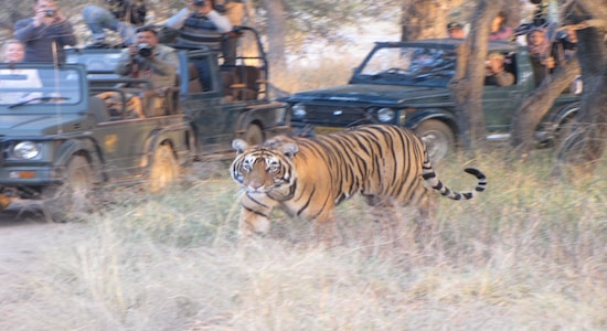 Tourist vehicles near a tiger at Sariska Tiger Reserve. Photo by Subhadeep Bhattacharjee.