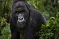 In Pictures: Saving endangered gorillas