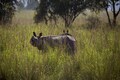 World Rhino Day: Top places to spot the animal in India, the day's history and significance