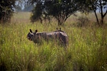 World Rhino Day: Top places to spot the animal in India, the day's history and significance