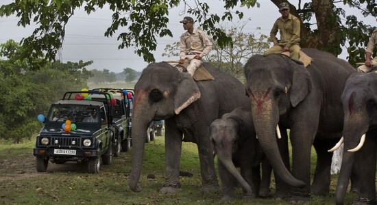 Assam elephant in custody of Tamil Nadu to be sent back home